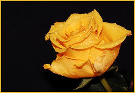 rosas amarillas 2