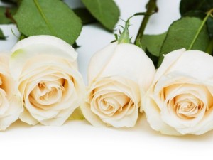 rosas blancas 1