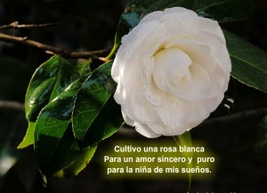imagenes de rosas blancas para facebook