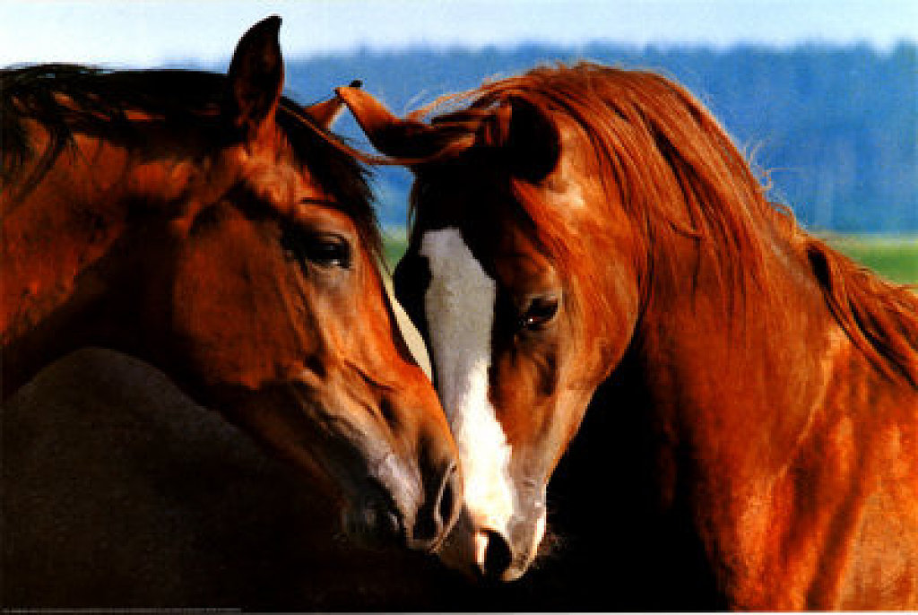 Imágenes de caballos enamorados