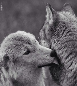 imagenes-de-lobos-enamorados-2-271x300