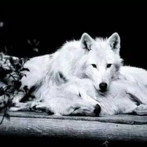 imagenes-de-lobos-enamorados-4-300x300